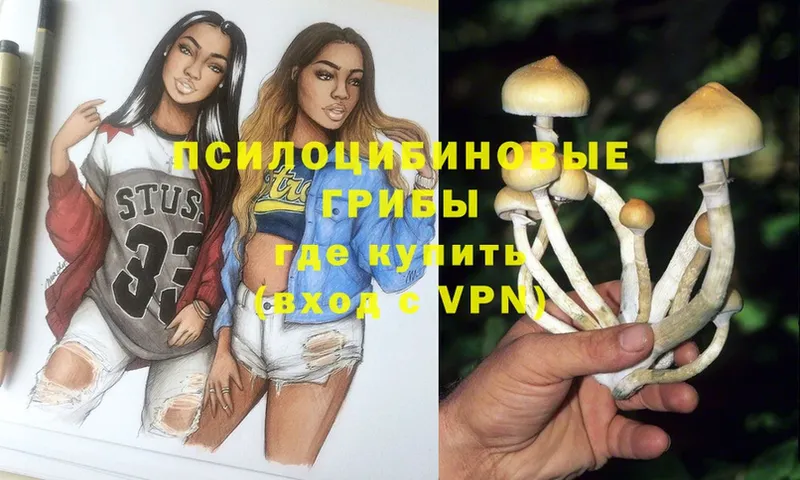 блэк спрут как войти  Мамоново  Псилоцибиновые грибы Psilocybine cubensis 